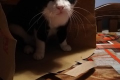 SKAMPI LA MIA MICETTA DI 17 ANNI
